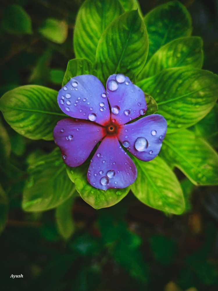 Photograph by Ayush Sah