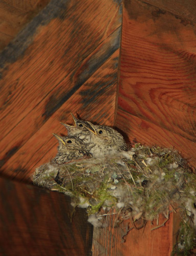 Photograph by Андрей Шрайнер