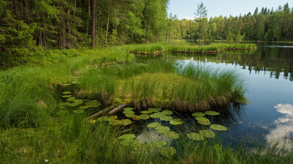 Чёрные озёра. Комарово.