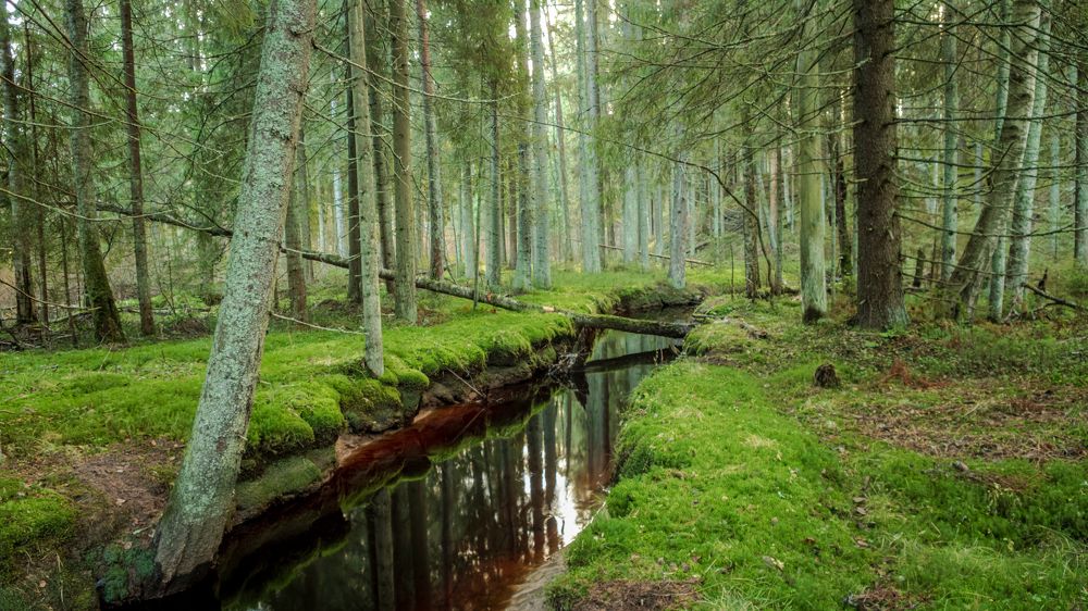 Репино-Ленинское