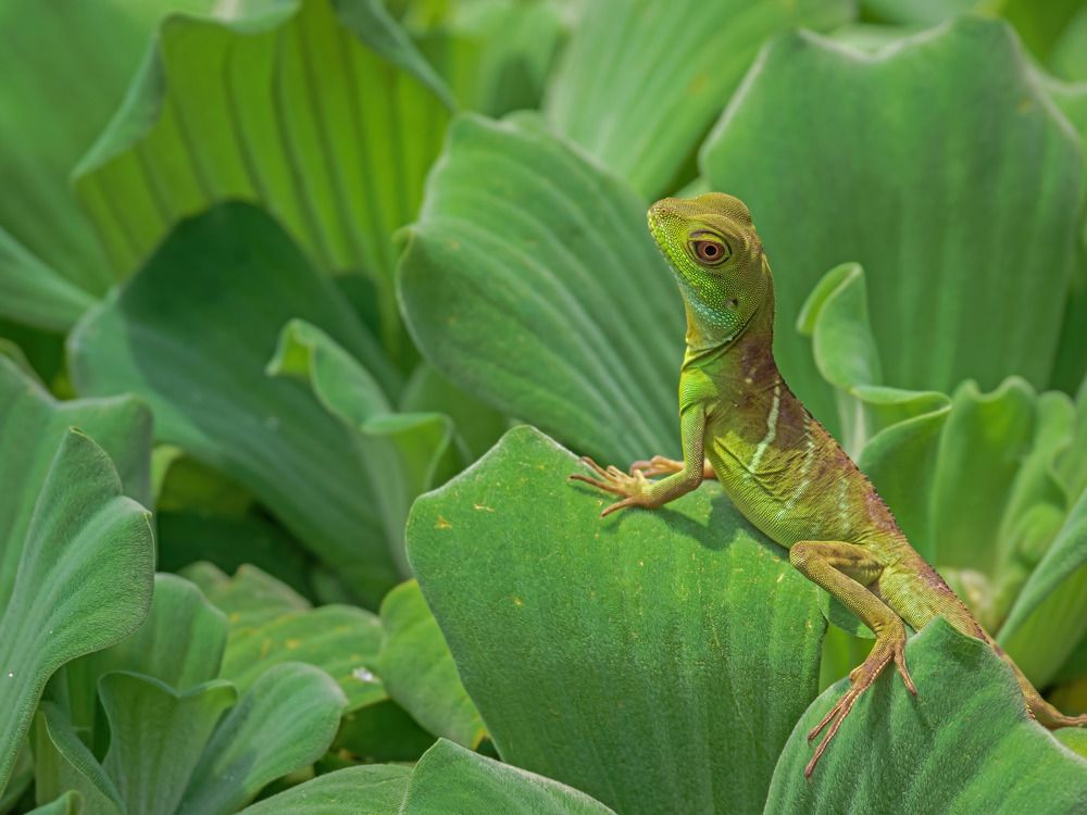 Photograph by Davide Poletto