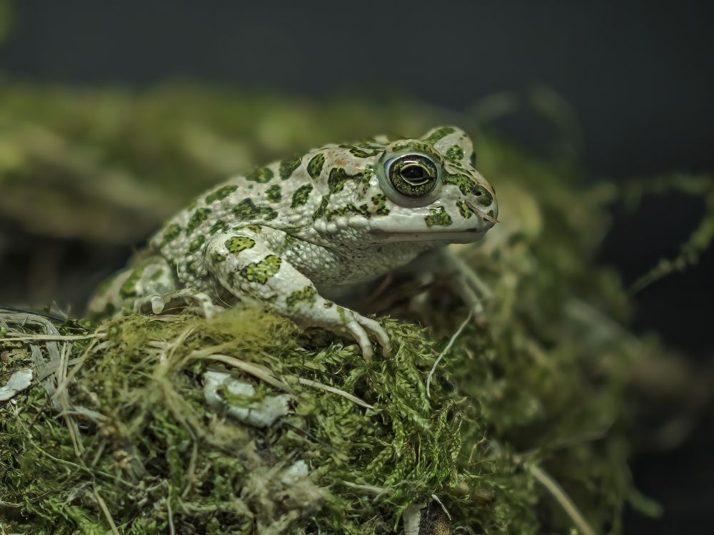 Photograph by Davide Poletto