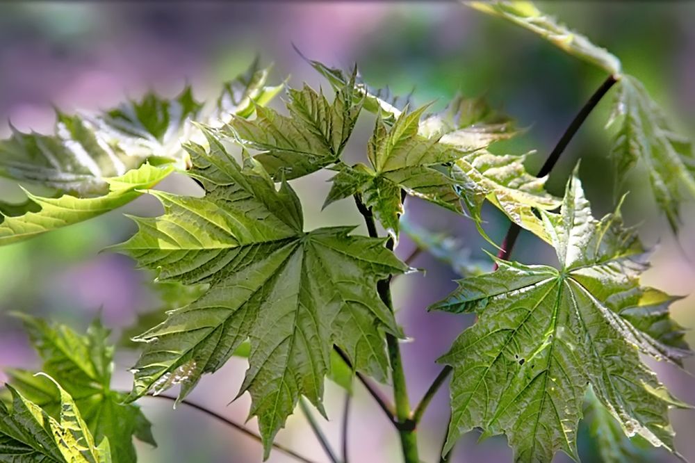 Photograph by Клясюк Галина