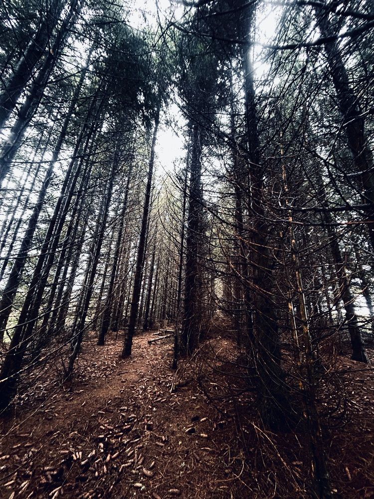 Photograph by Vibert