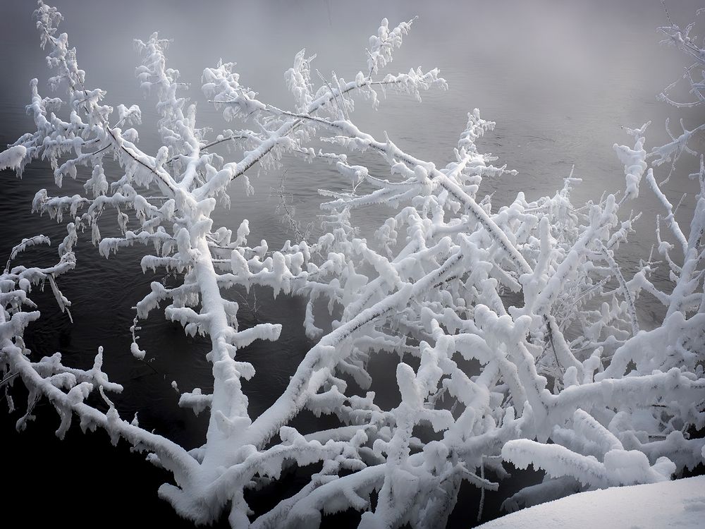 Снежные ветки