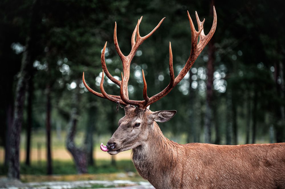 Фотография автора Amirkrb