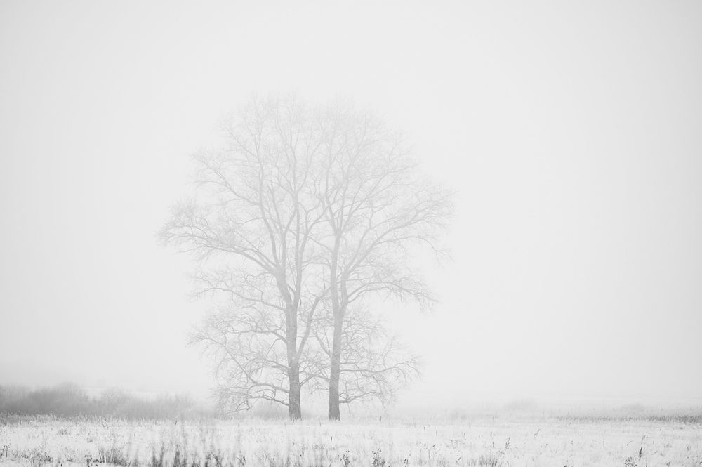 Photograph by Элеонора Шевелева