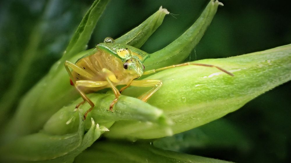 После дождика в четверг