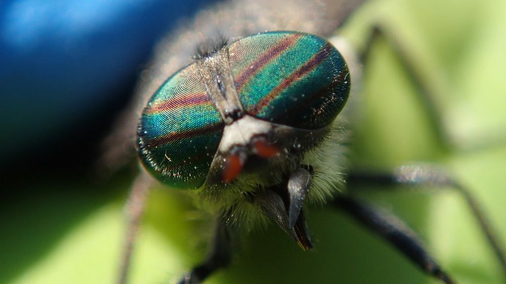 Эти глаза напротив