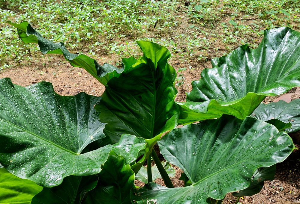 Photograph by Kaushik Dolui