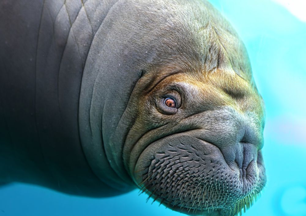 Photograph by Kaisyakuji Yushi