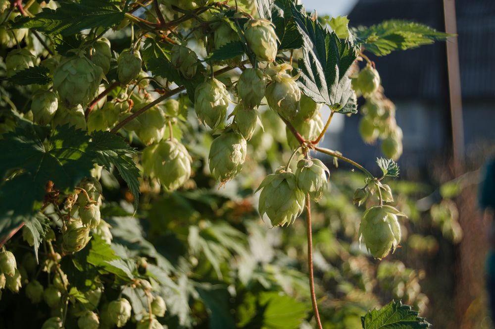 Фотография автора Мария Михайлова
