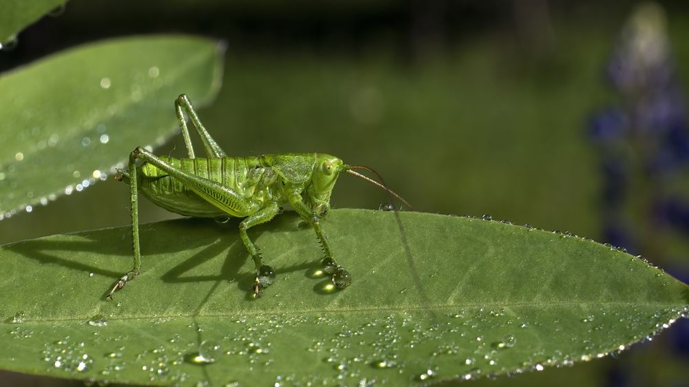 Photograph by Людмила Железнова