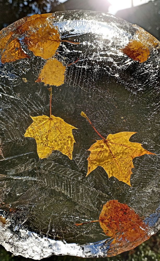 Первый заморозок