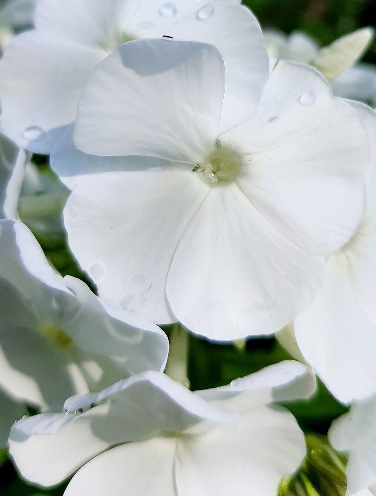 Photograph by Виктория Образцова