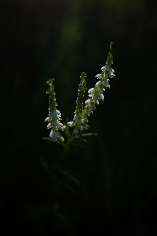 Photograph by Anastasiya Kobeleva