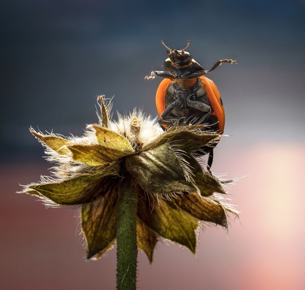 Photograph by Людмила Железнова