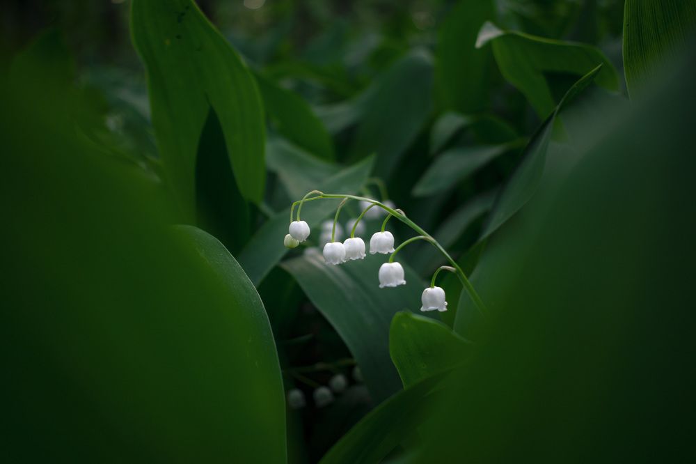 Фотография автора Алексей