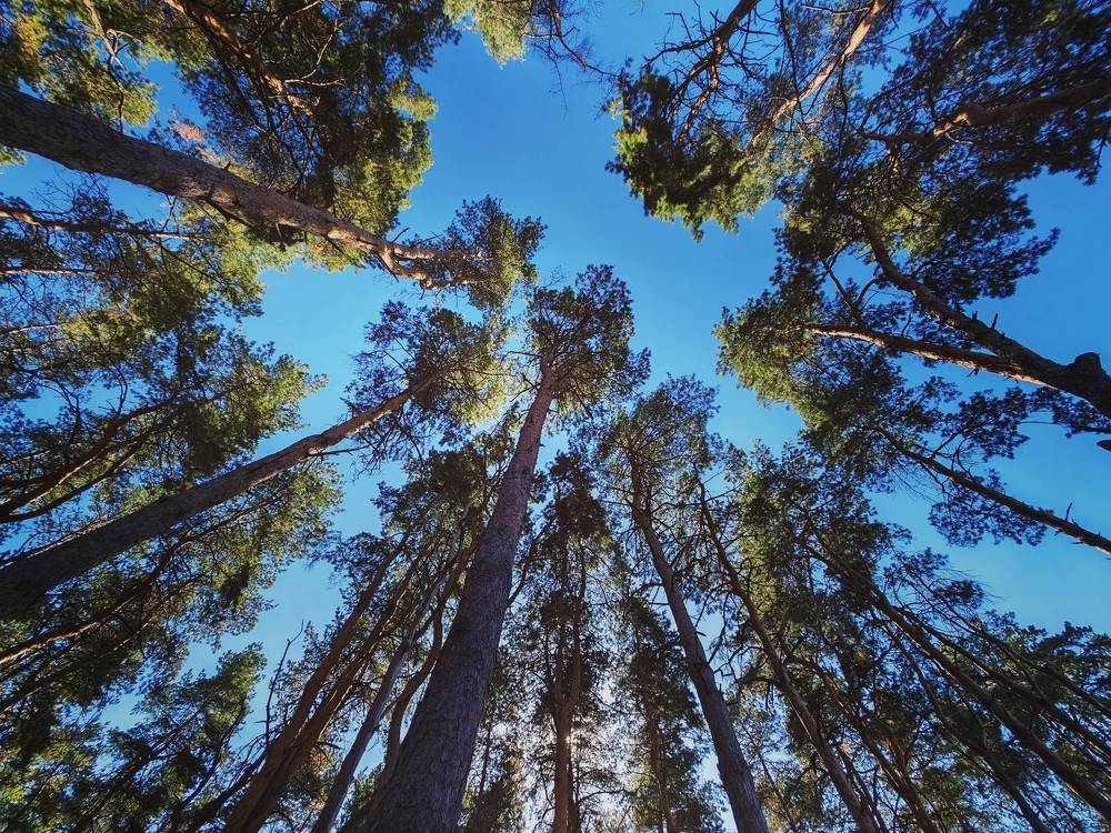 Фотография автора OXANA MARSOVA