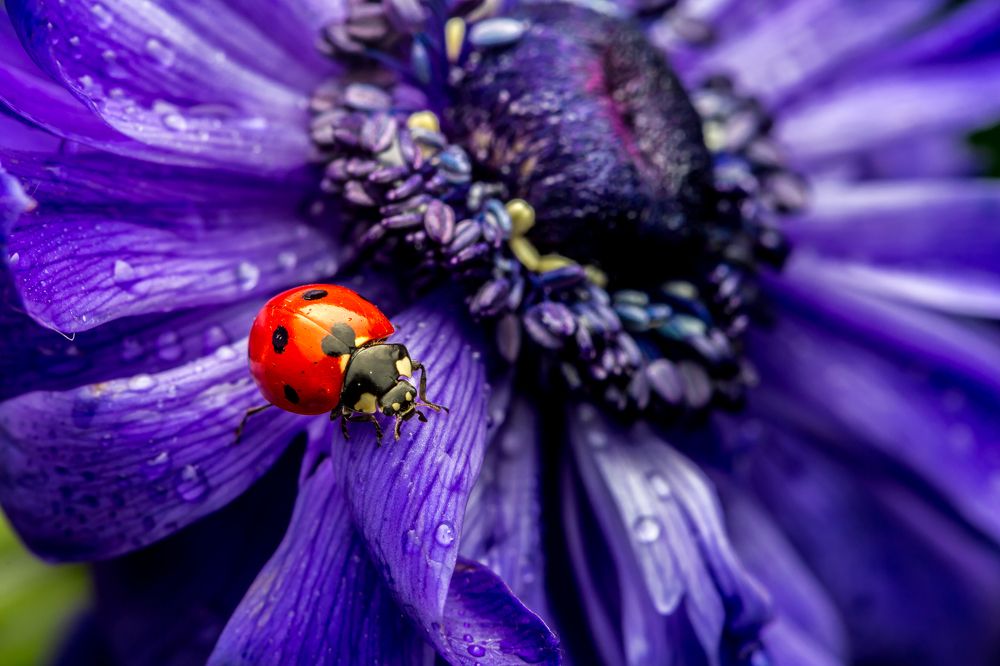 Photograph by SHAJI CHANDRAN