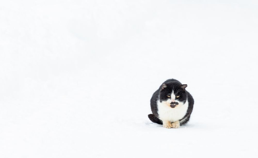 Photograph by Диана Бородзе