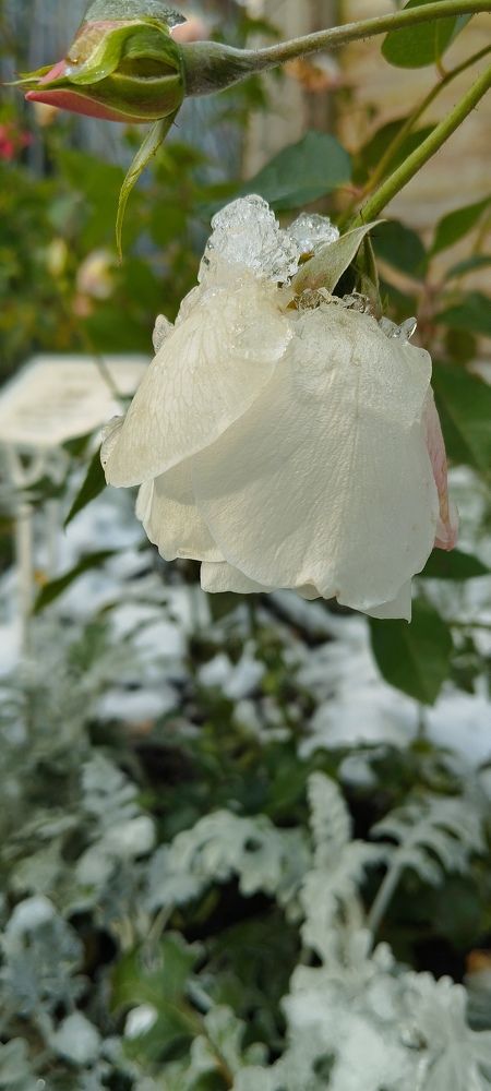 Photograph by Любовь Макарова