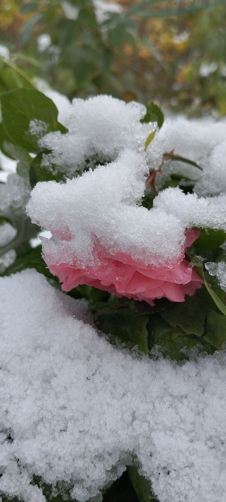 Photograph by Любовь Макарова