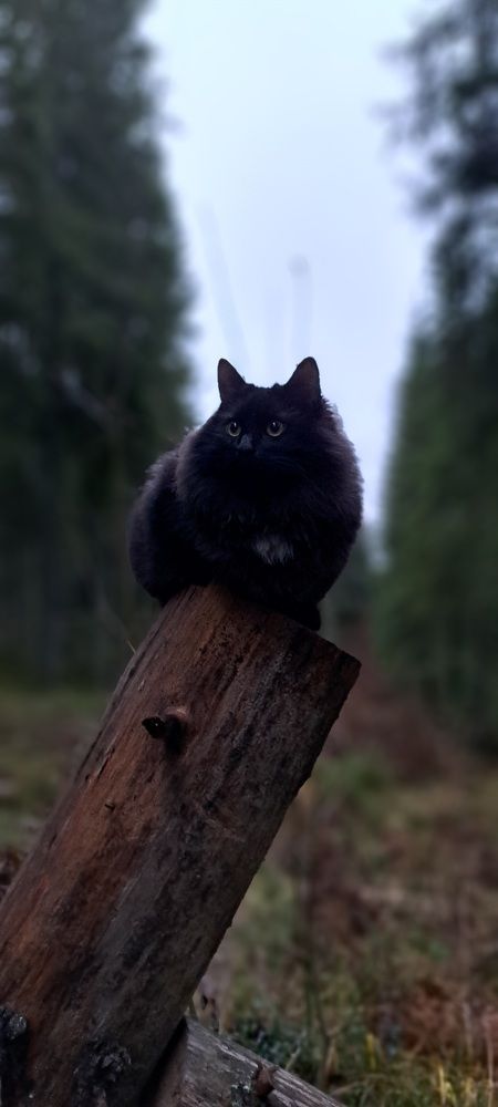 Photograph by Галина Перепечаева