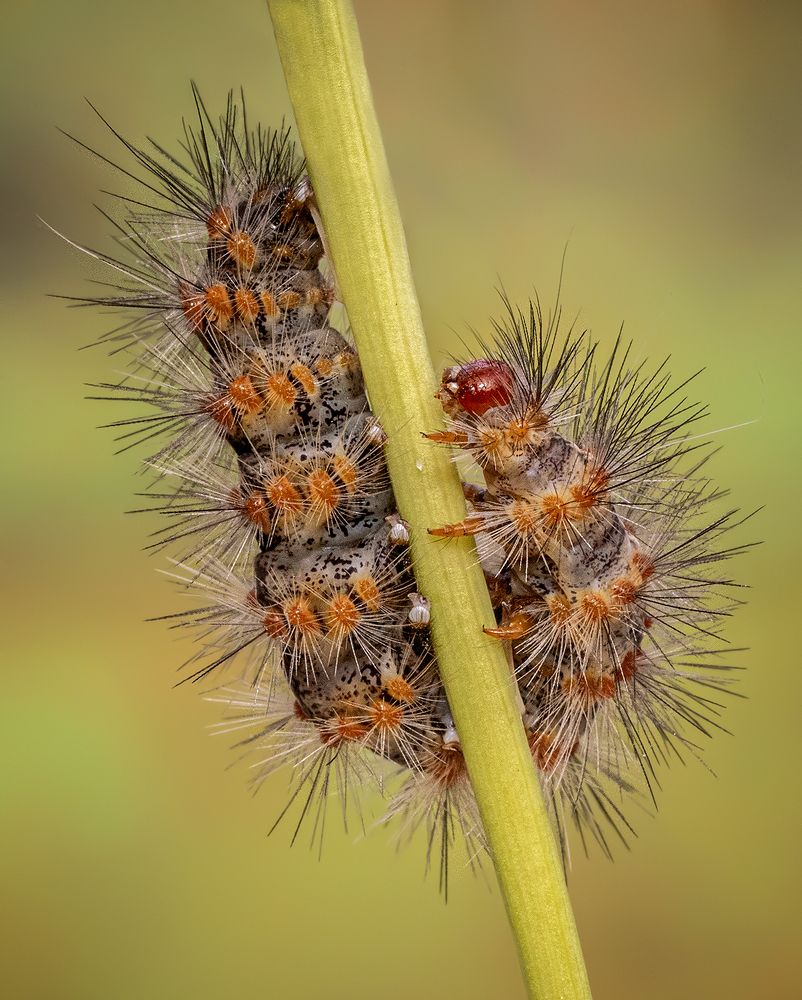 Photograph by Mario Fiorucci