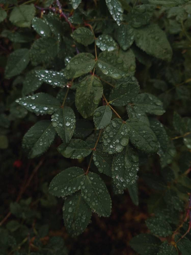 Photograph by Александра