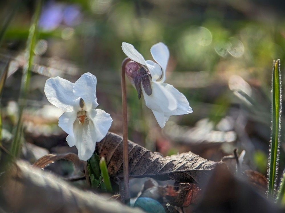White viola