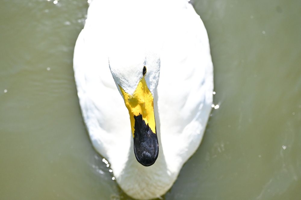 Photograph by Дарья Ростовцева