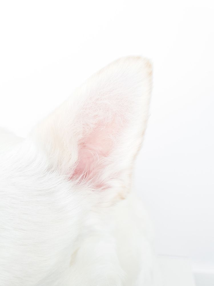 Фотография автора Ольга Шишук