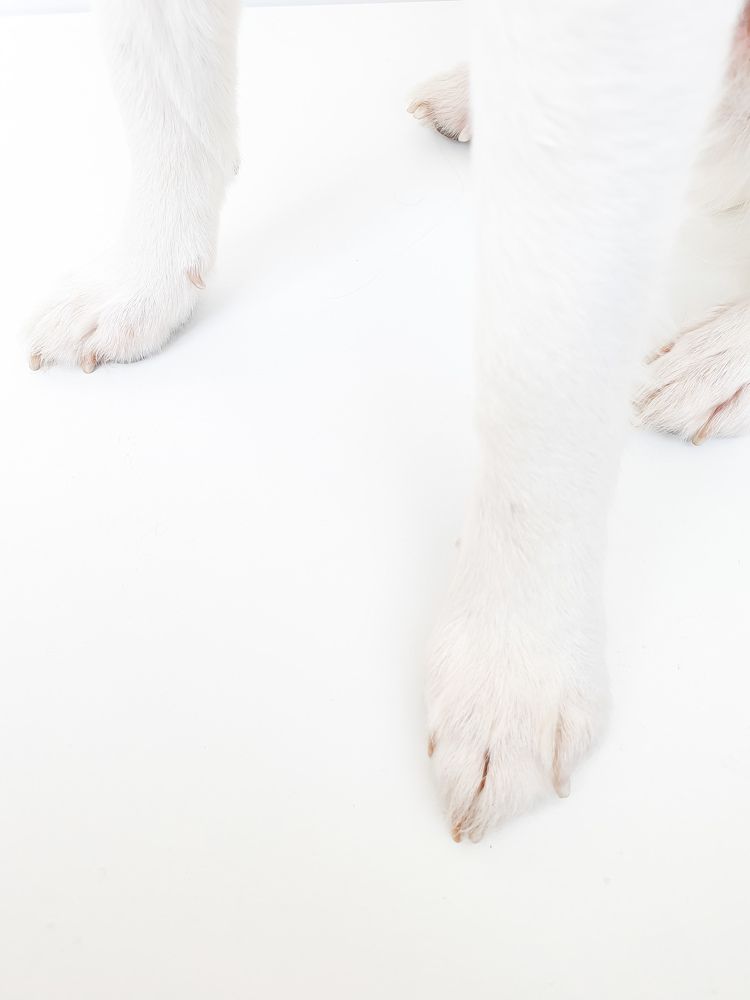 Фотография автора Ольга Шишук