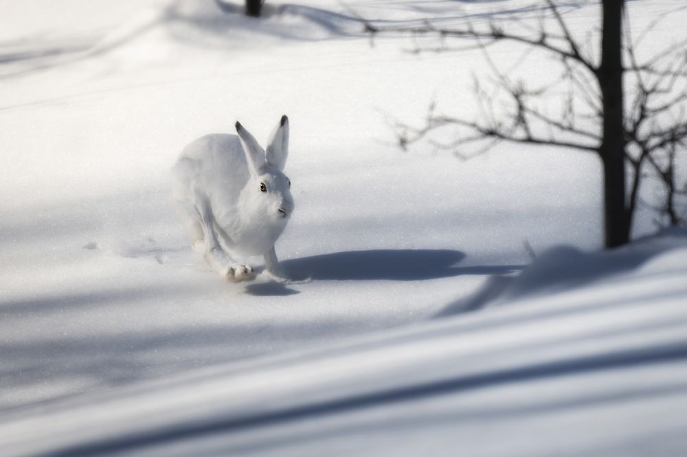 Photograph by Nephotograph