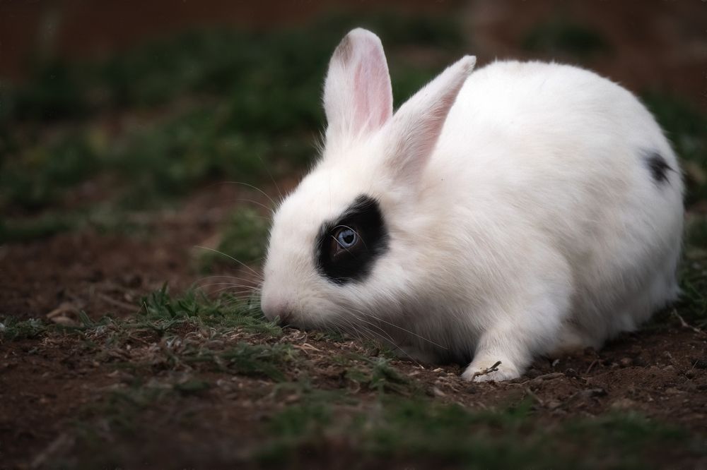 Photograph by Nephotograph