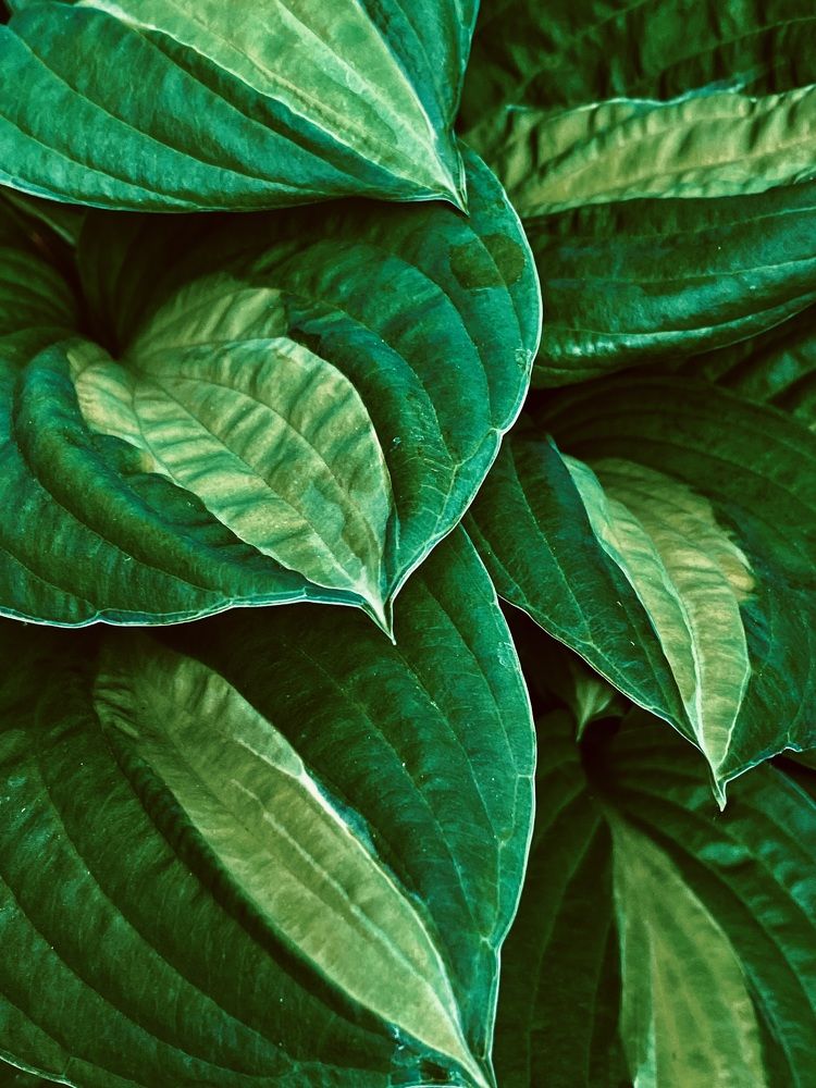 Фотография автора ГУЗАЛИЯ ГАНИЕВА