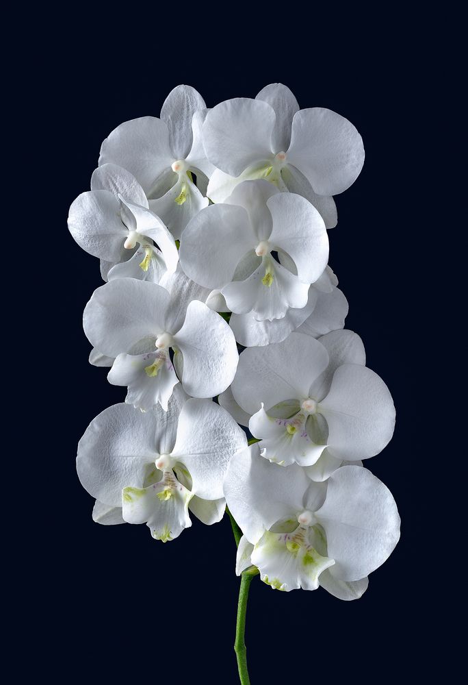 Фотография автора Olga Yar