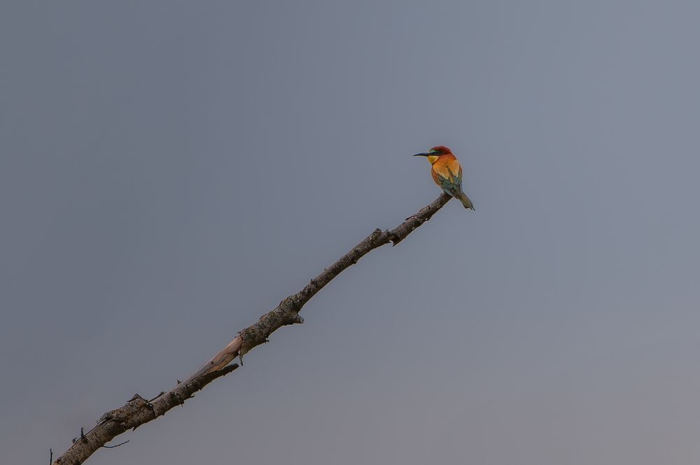 Photograph by Nephotograph