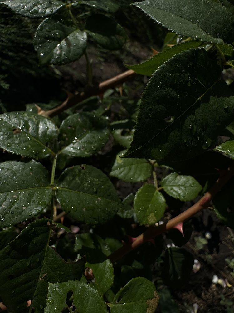 Photograph by Диана Есина