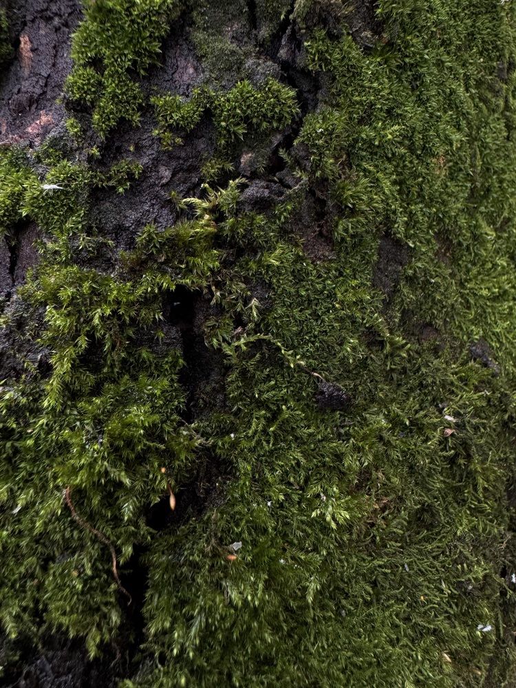 Photograph by Диана Есина