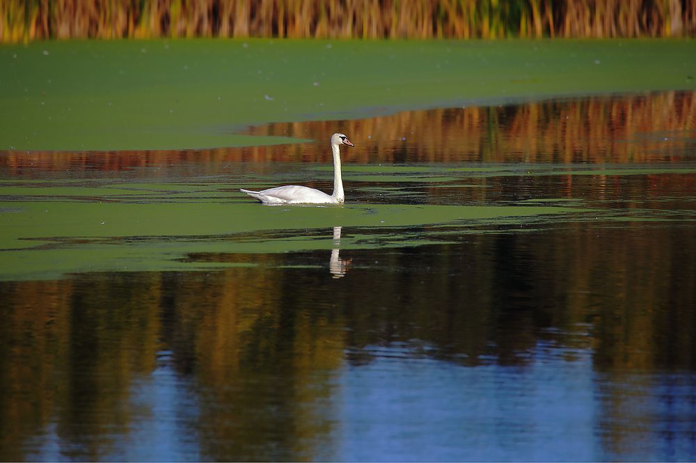 Photograph by Николай Протасеня