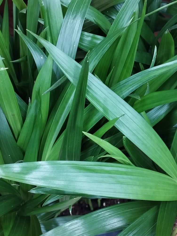 Photograph by Galina Gurskaya