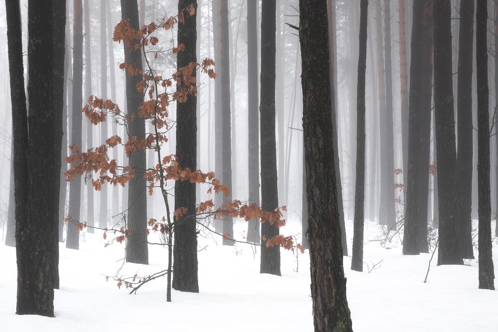 Photograph by Захаров Дмитрий