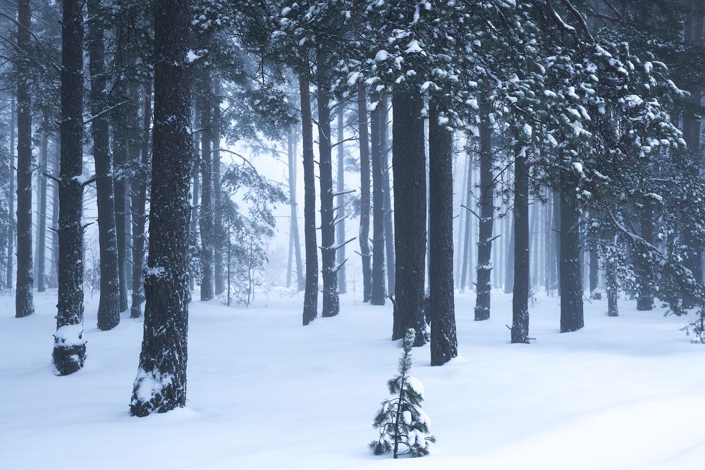 Photograph by Захаров Дмитрий