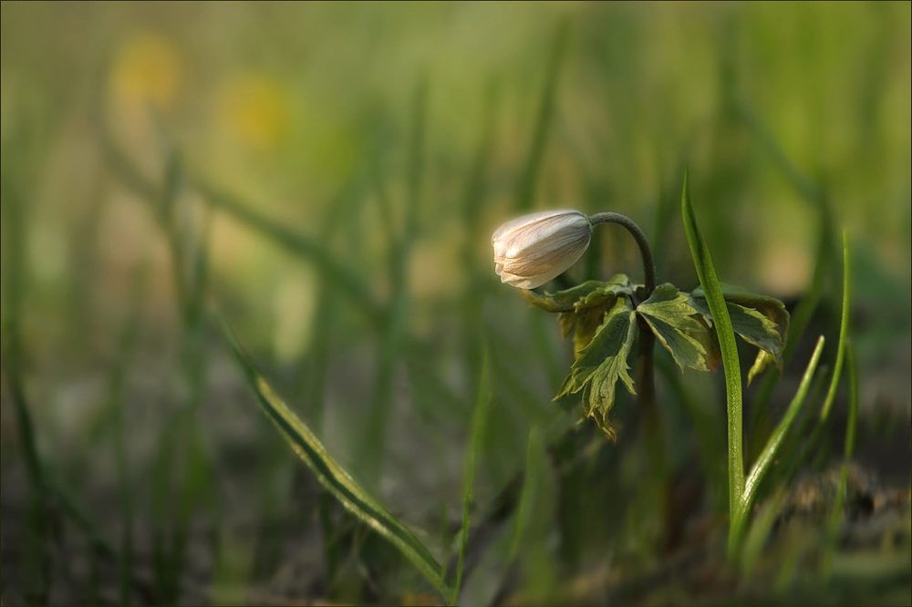 Photograph by Заболотская Ольга