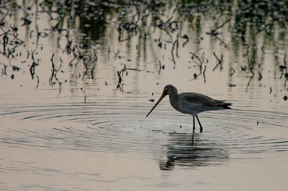 Photograph by Борис Лишневский