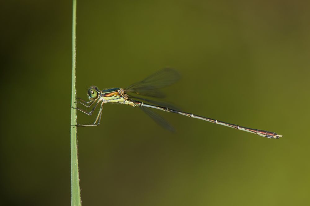 Photograph by Camilla Zocchi