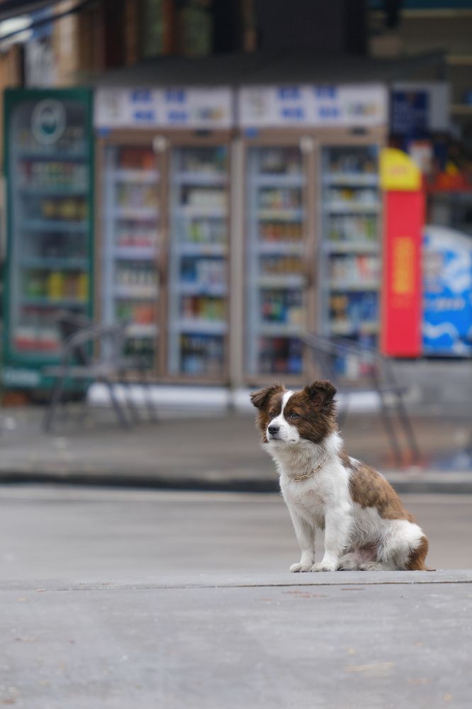 Фотография автора Александр Высоцкий