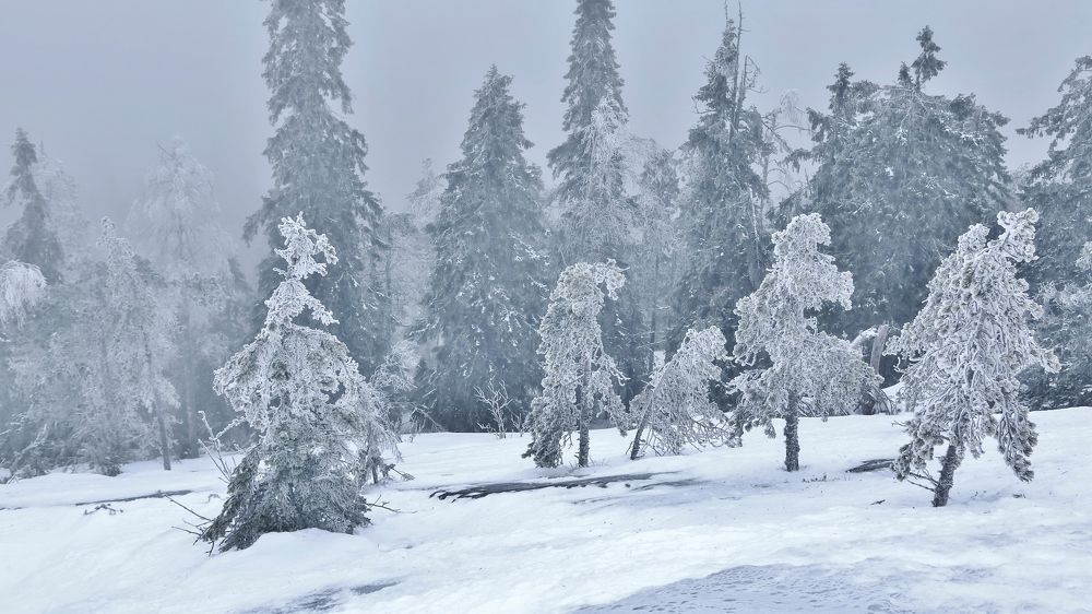 Photograph by Николай Раппу